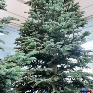 Nobilis Fir Tree 390cm