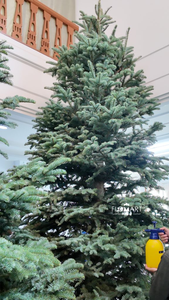 Nobilis Fir Tree 390cm