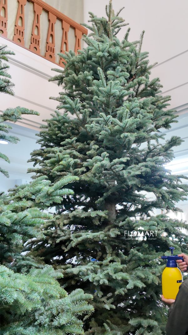 Nobilis Fir Tree 390cm