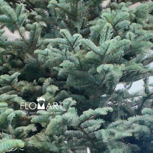 Nobilis Fir Tree 390cm - Image 2