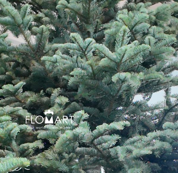 Nobilis Fir Tree 390cm
