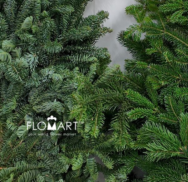 Nobilis Fir
