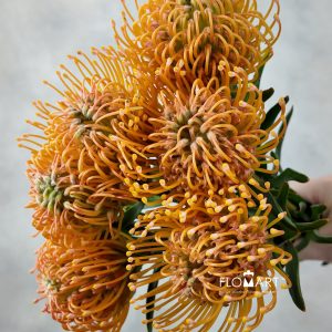 Nutan Ayoba Peach