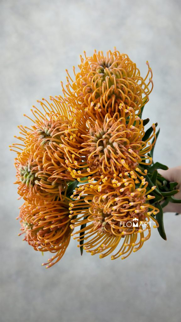 Nutan Ayoba Peach