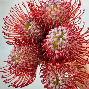Nutan Ayoba Red