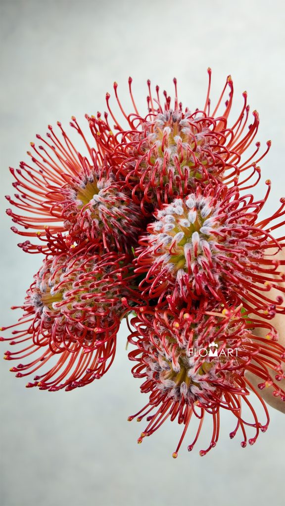 Nutan Ayoba Red
