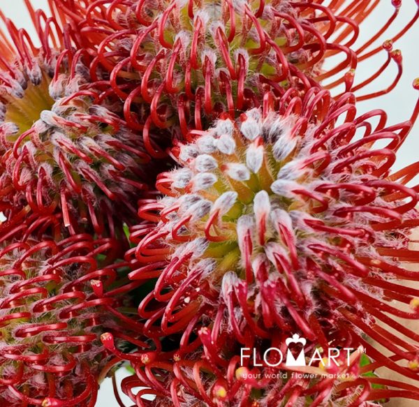 Nutan Ayoba Red
