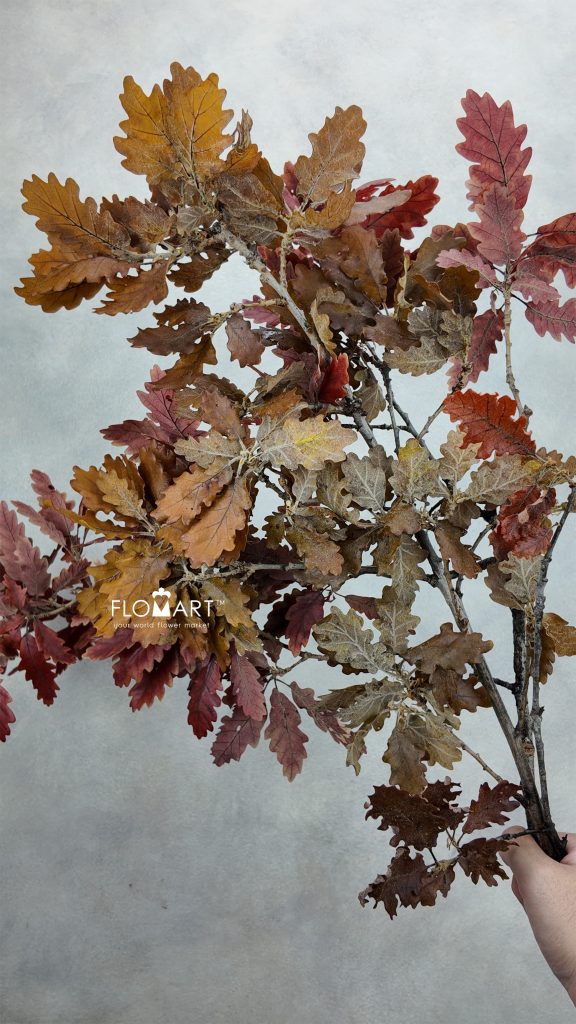 Oak Leaf Preserved Autumn
