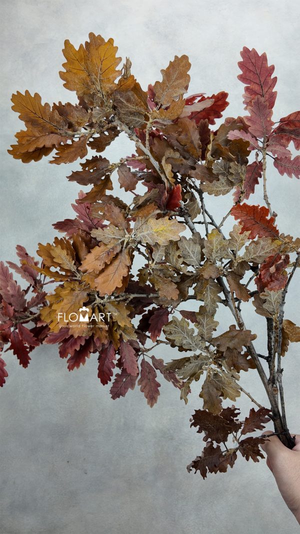 Oak Leaf Preserved Autumn Oak Leaf Preserved Autumn