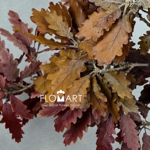 Oak Leaf Preserved Autumn - Image 2