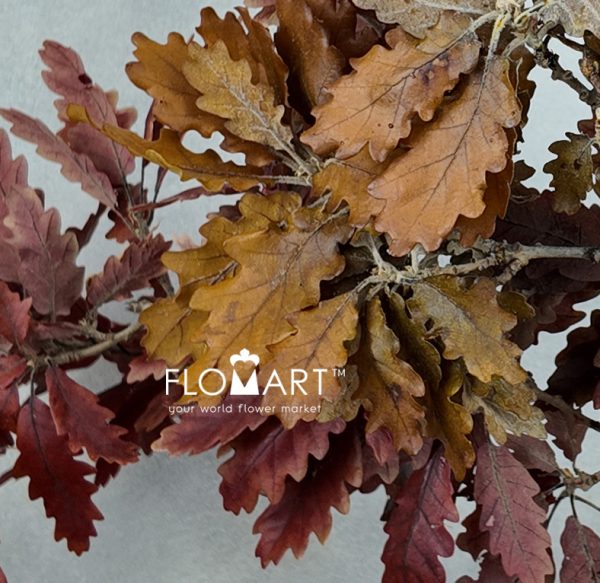 Oak Leaf Preserved Autumn