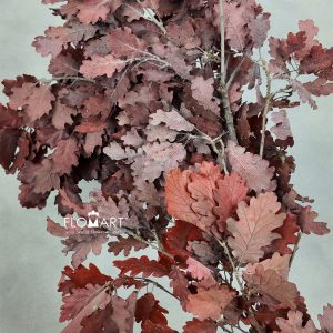 Oak Leaf Preserved Red