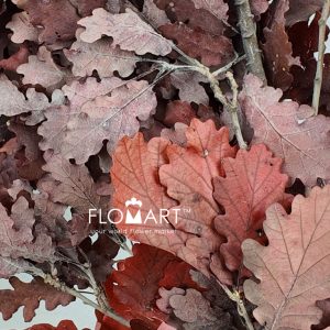 Oak Leaf Preserved Red - Image 2