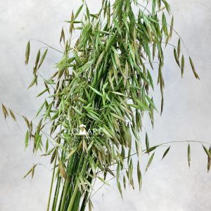 Oats Leaves