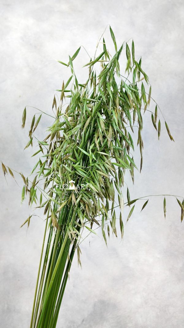 Oats Leaves Oats Leaves