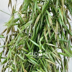 Oats Leaves - Image 2