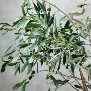Olive Leaves