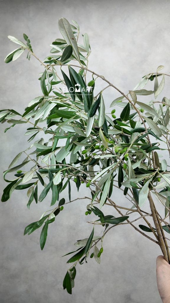 Olive Leaves