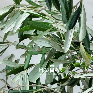 Olive Leaves - Image 2