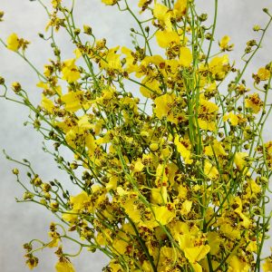Oncidium Yellow