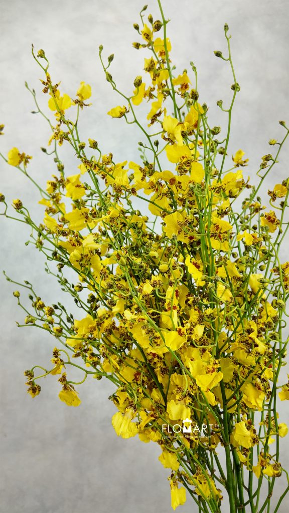Oncidium Yellow