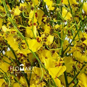 Oncidium Yellow - Image 2