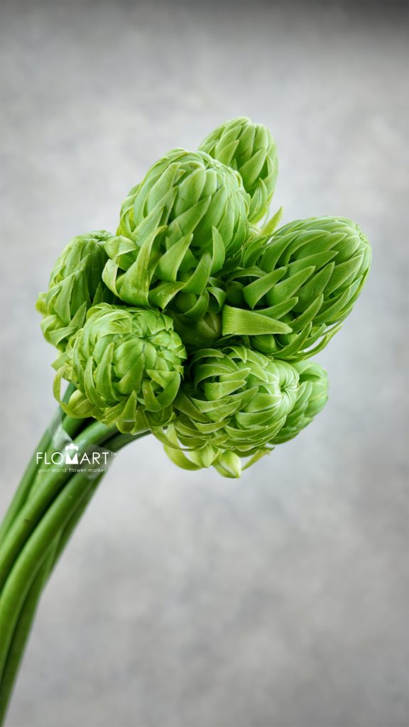 Ornithogalum Arabicum