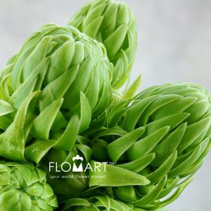 Ornithogalum Arabicum - Image 2