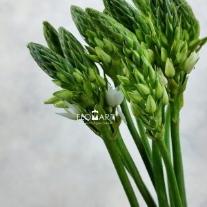 Ornithogalum Mount Fuji