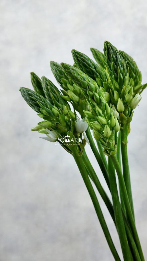 Ornithogalum Mount Fuji
