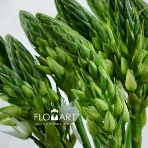 Ornithogalum Mount Fuji - Image 2