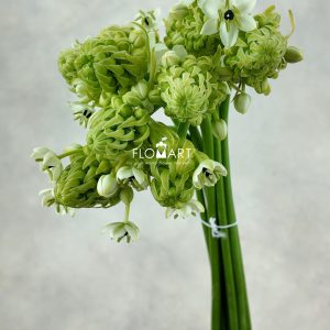 Ornithogalum Saundersiae