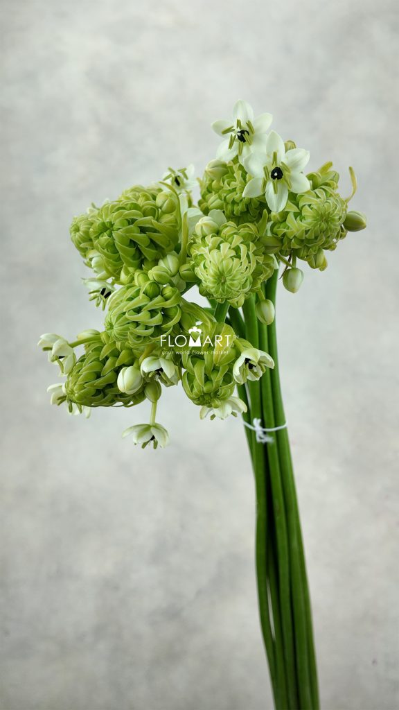 Ornithogalum Saundersiae
