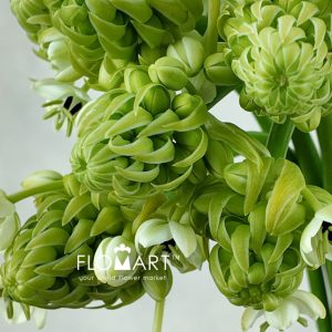 Ornithogalum Saundersiae - Image 2