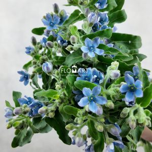 Oxypetalum Angel Blue