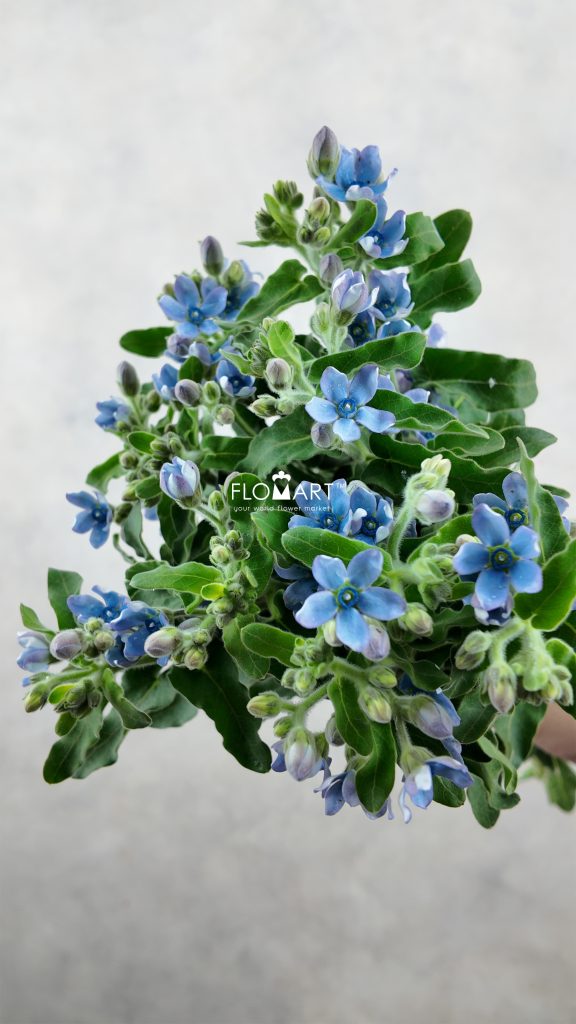 Oxypetalum Angel Blue