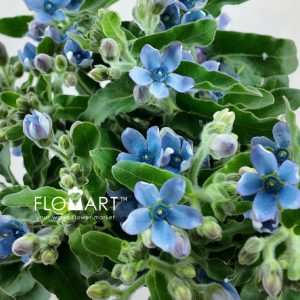 Oxypetalum Angel Blue - Image 2