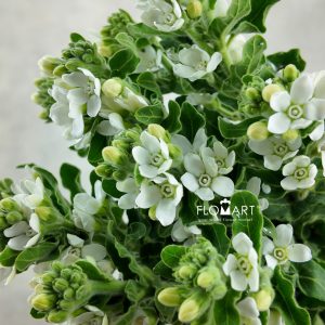Oxypetalum Angel White