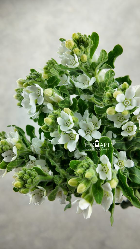 Oxypetalum Angel White