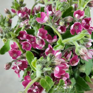 Oxypetalum Pink