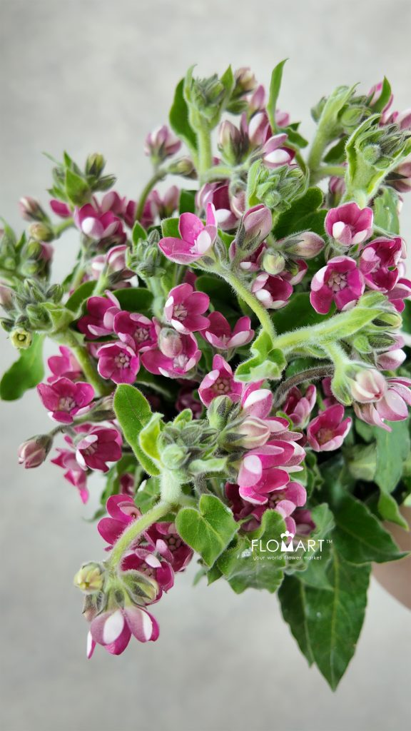 Oxypetalum Pink
