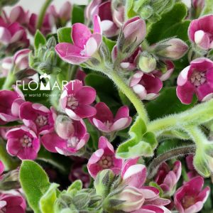 Oxypetalum Pink - Image 2