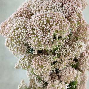 Ozothamnus Pink