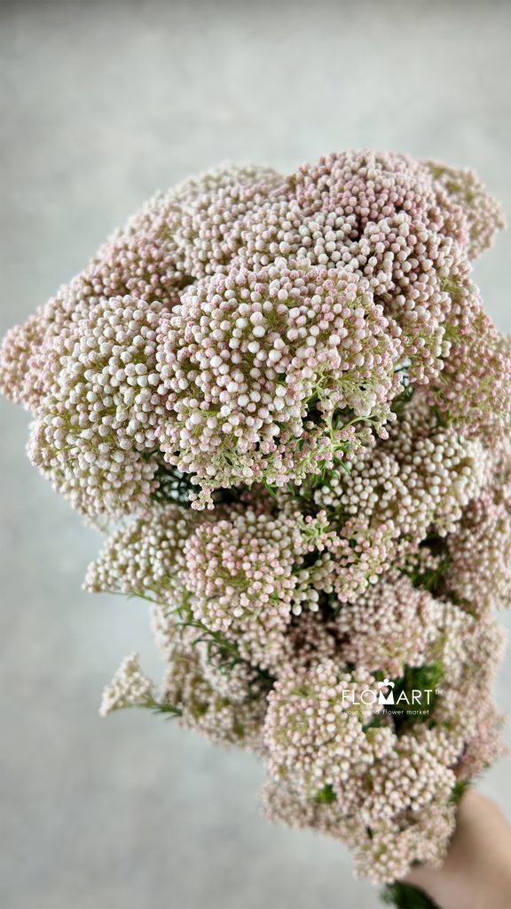 Ozothamnus Pink