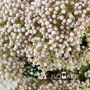 Ozothamnus Pink - Image 2