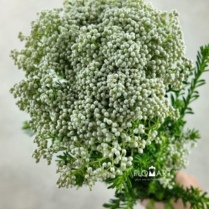 Ozothamnus White