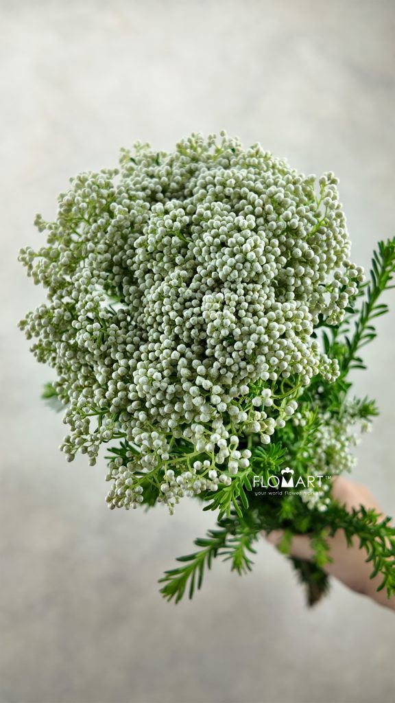 Ozothamnus White