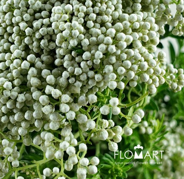 Ozothamnus White