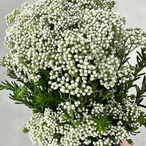 Ozothamnus White - Image 1