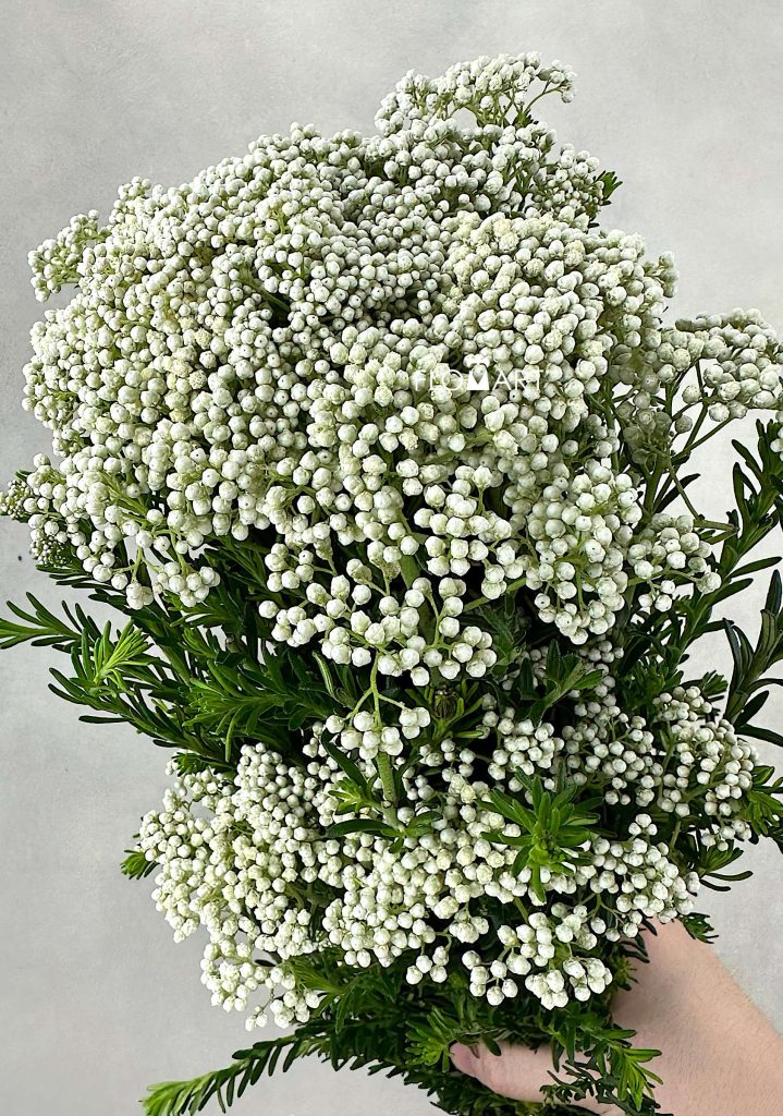 Ozothamnus White